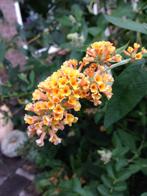 Buddleja weyeriana 'Sungold, Ophalen, Vlinderstruik, Struik, Minder dan 100 cm