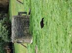 Loopeend, Meerdere dieren, Wildzangvogel