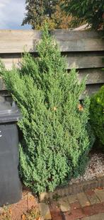 conifeer 180 centimeter. zelf uitgraven, Tuin en Terras, Bloeit niet, Halfschaduw, 100 tot 250 cm, Overige soorten