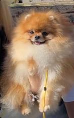 Pomeriaan Pups, Dieren en Toebehoren, Fokker | Hobbymatig, Rabiës (hondsdolheid), 8 tot 15 weken, Buitenland