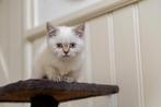 Prachtige Britse korthaar kittens van cattery, Dieren en Toebehoren, Katten en Kittens | Raskatten | Korthaar, Meerdere dieren