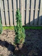 Planten, Ophalen, Bloeit niet, Volle zon