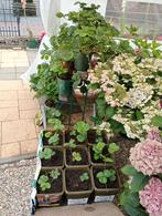 Klein en groot aardbeienplanten, Tuin en Terras, Planten | Tuinplanten, Ophalen, Zomer, Overige soorten, Volle zon