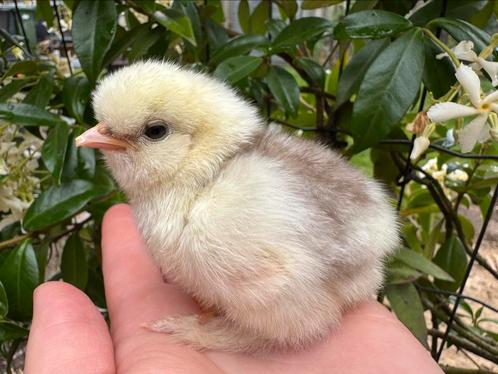 Vanaf 28 juni USA zijdehoen kuikens beschikbaar, Dieren en Toebehoren, Pluimvee, Kip, Geslacht onbekend