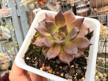 Echeveria Black Prince /pot 9cm/vetplant/succulent beschikbaar voor biedingen