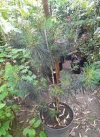 Pinus wallichiana nano, Tuin en Terras, Ophalen, Volle zon, Overige soorten