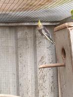 jonge valkparkieten ideaal om tam te maken, Meerdere dieren, Parkiet, Tam
