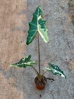 Alocasia Sarian albo variegata, Huis en Inrichting, Kamerplanten, Ophalen of Verzenden, Halfschaduw, Minder dan 100 cm