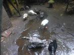 Te koop Indische loopeend. Prijs  € 15,- perstuk., Meerdere dieren, Eend