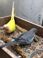 Princess of wales parkieten, Dieren en Toebehoren, Vogels | Parkieten en Papegaaien, Meerdere dieren, Parkiet