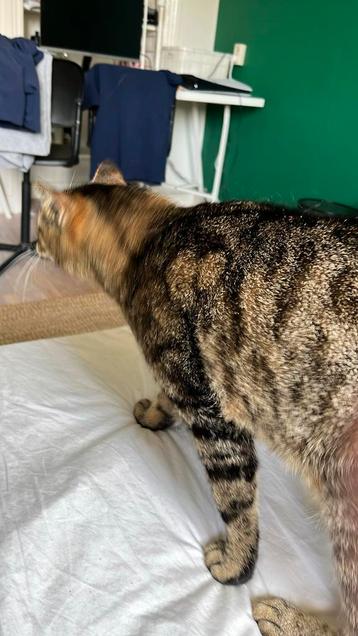 Juul kat beschikbaar voor biedingen