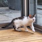 Lieve kitten van een Ragdoll mama, Dieren en Toebehoren, Katten en Kittens | Overige Katten, Poes, 0 tot 2 jaar