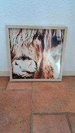Schotse hooglander, Huis en Inrichting, Woonaccessoires | Schilderijen, Tekeningen en Foto's, Ophalen, Minder dan 50 cm, Nieuw