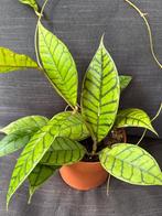 Hoya callistophylla, Huis en Inrichting, Overige soorten, In pot, Minder dan 100 cm, Bloeiende kamerplant