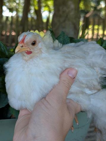 Cochin kriel hen kleur bobtail sierkip beschikbaar voor biedingen