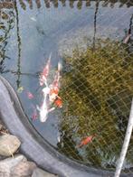 Visvijver, Dieren en Toebehoren, Karper of Koi