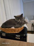 Luna british korthaar zoekt een nieuw baasje 🐾, Poes, Kortharig, 0 tot 2 jaar
