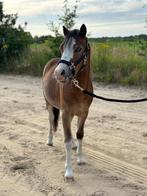 Lieve knappe welsh a hengst, Dieren en Toebehoren, Pony's, Hengst, Recreatiepony, 0 tot 2 jaar