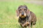 Prachtige dwergteckel pups verwacht! ️, Dieren en Toebehoren, Honden | Teckels en Dashonden, Rabiës (hondsdolheid), 8 tot 15 weken