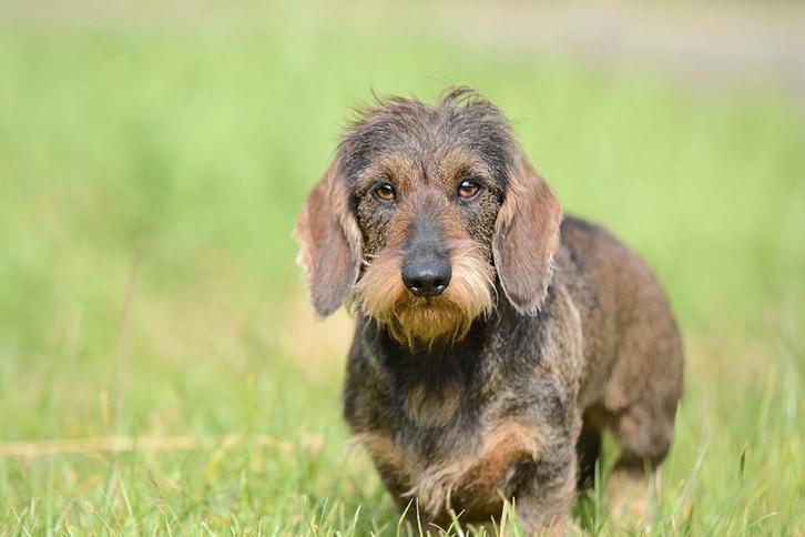Prachtige dwergteckel pups verwacht! ️, Dieren en Toebehoren, Honden | Teckels en Dashonden, Meerdere dieren, Ruwhaar, Dwerg, Particulier
