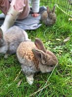 Schattige knuffel konijntjes (vlaamse reus x franse hangoor), Dieren en Toebehoren, Konijnen, Geslacht onbekend, Groot, 0 tot 2 jaar