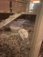 Syrian Hamster, Dieren en Toebehoren, Knaagdieren, Hamster, Mannelijk, Tam, September