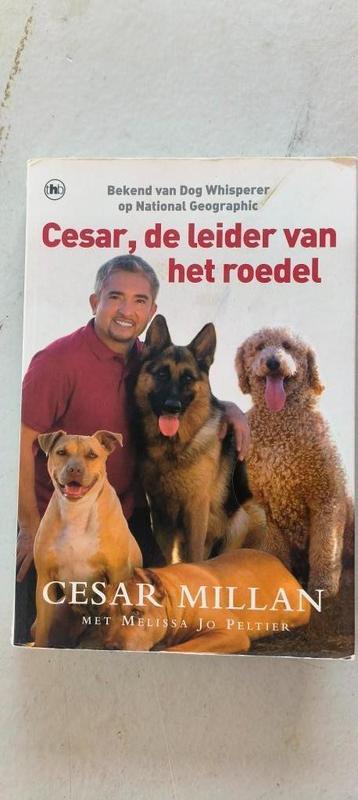 Cesar leider van het roedel beschikbaar voor biedingen