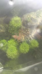 Dwerg klauw kikkertjes gratis af te halen, Dieren en Toebehoren, Vissen | Aquariumvissen, Overige typen, Zoetwatervis