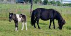Kleine falabella merrie paard met hengst veulen, Dieren en Toebehoren, Merrie