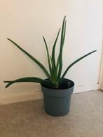 Aloe vera plant dik blad stevig grote, Huis en Inrichting, Kamerplanten, Groene kamerplant, Ophalen, Overige soorten, Minder dan 100 cm