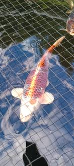 Koi karpers, Dieren en Toebehoren, Vissen | Vijvervissen, Karper of Koi
