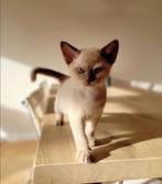 Burmese Kittens, Dieren en Toebehoren, Katten en Kittens | Raskatten | Korthaar, 0 tot 2 jaar, Kater, Gechipt