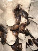 Dubia voederdieren voor Vogelspinnen en Reptielen ect., Dieren en Toebehoren, Reptielen en Amfibieën | Toebehoren, Ophalen