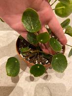Pilea Peperomioides sugar Stekjes (Pannenkoekplant), Ophalen of Verzenden, Overige soorten, Minder dan 100 cm