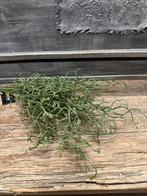 Gagel groen, Binnen, ., Nieuw, Ophalen of Verzenden