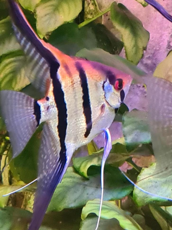 Scalare, Dieren en Toebehoren, Vissen | Aquariumvissen, Vis