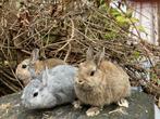 Kleurdwergen te koop, Dieren en Toebehoren, Konijnen, Mannelijk, Middelgroot, 0 tot 2 jaar