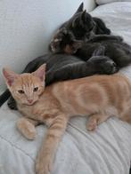 Laatste 1 Blauwe Rus kruising kittens – volledig ingeënt, Dieren en Toebehoren, Katten en Kittens | Overige Katten, Meerdere dieren