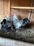 Wyandotte krielhaan, zilver-zwart gezoomd, Mannelijk, Kip