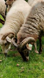 Drents heideschaap overjarige ram., Mannelijk, Schaap