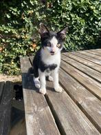 Aanhankelijke kittens te koop, Dieren en Toebehoren, Katten en Kittens | Overige Katten, Meerdere dieren, Kortharig, 0 tot 2 jaar