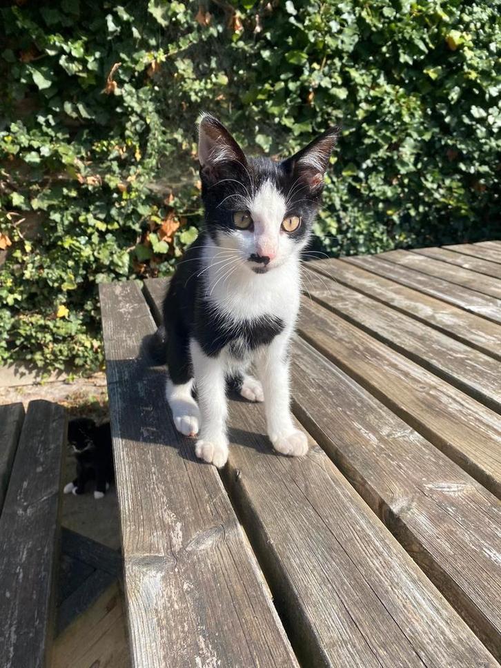 Aanhankelijke katjes te koop, Dieren en Toebehoren, Katten en Kittens | Overige Katten, Kortharig, Meerdere dieren, 0 tot 2 jaar