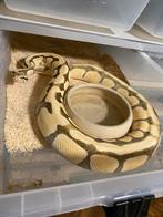 Collectie ball pythons, Dieren en Toebehoren, Reptielen en Amfibieën, Slang, 0 tot 2 jaar