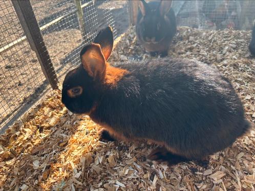 3 black en tan voedster, Dieren en Toebehoren, Konijnen, Vrouwelijk