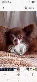 VERMIST AL 4 MAANDEN, Dieren en Toebehoren, Hond