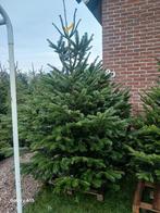 Mooie volle kerstbomen, Tuin en Terras, 100 tot 250 cm, Zomer, Volle zon, In pot