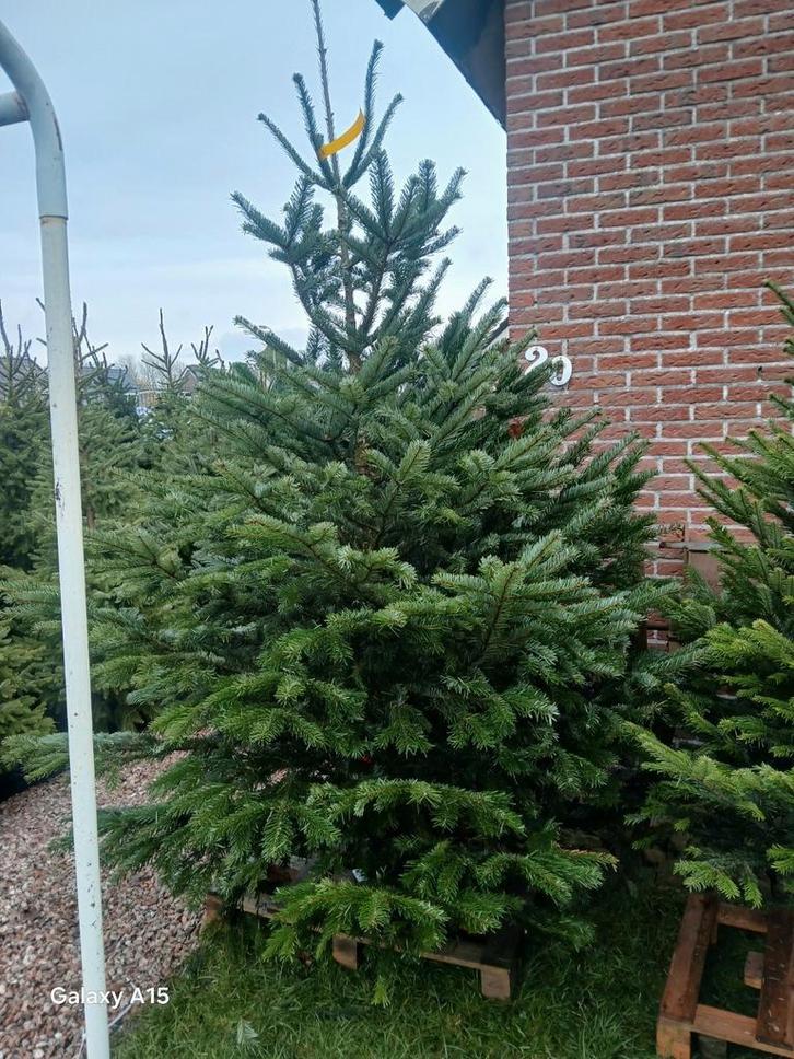 Mooie volle kerstbomen, Tuin en Terras, Planten | Bomen, Overige soorten, 100 tot 250 cm, Volle zon, Zomer, In pot, Ophalen of Verzenden