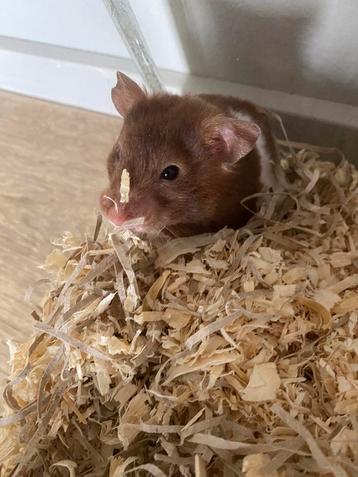 Goudhamster-hamster-huisdier-knaagdier-lieve goudhamster  beschikbaar voor biedingen