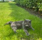 Lieve britse korthaar geb 10/03/2019 zoekt nieuw huisje, Dieren en Toebehoren, Katten en Kittens | Raskatten | Korthaar, Kater