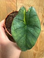 Alocasia platinum aurea yellow lemon lime variegata plant, Huis en Inrichting, Kamerplanten, Ophalen of Verzenden, Halfschaduw